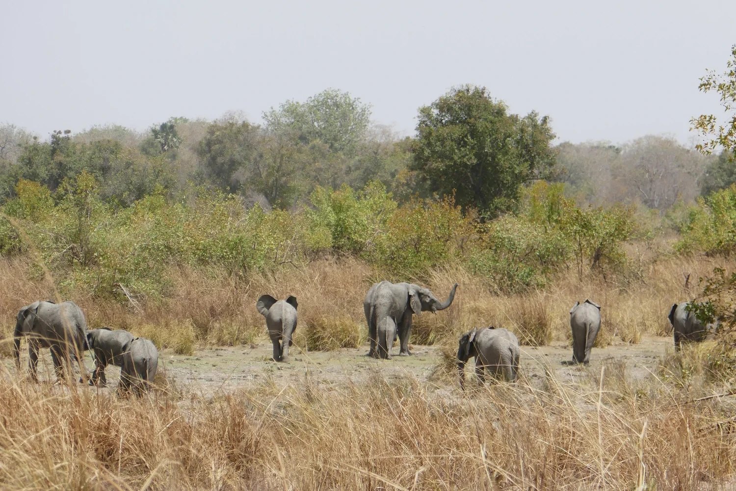 Why the lions of Pendjari matter to all of West Africa